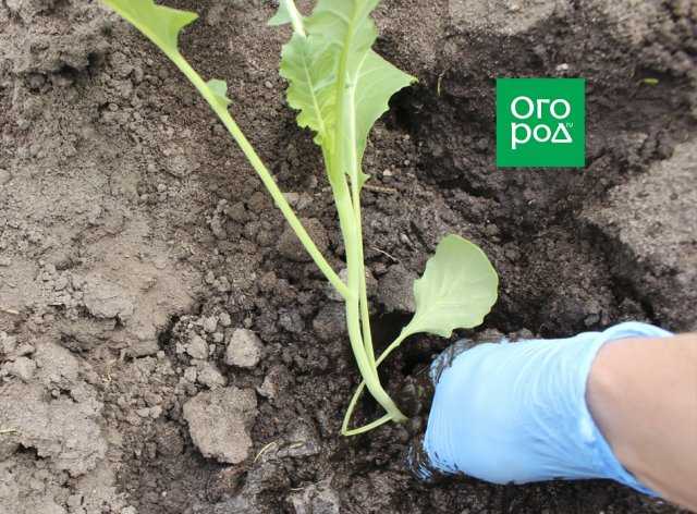 Выращивание рассады брокколи от посева семян до высадки
