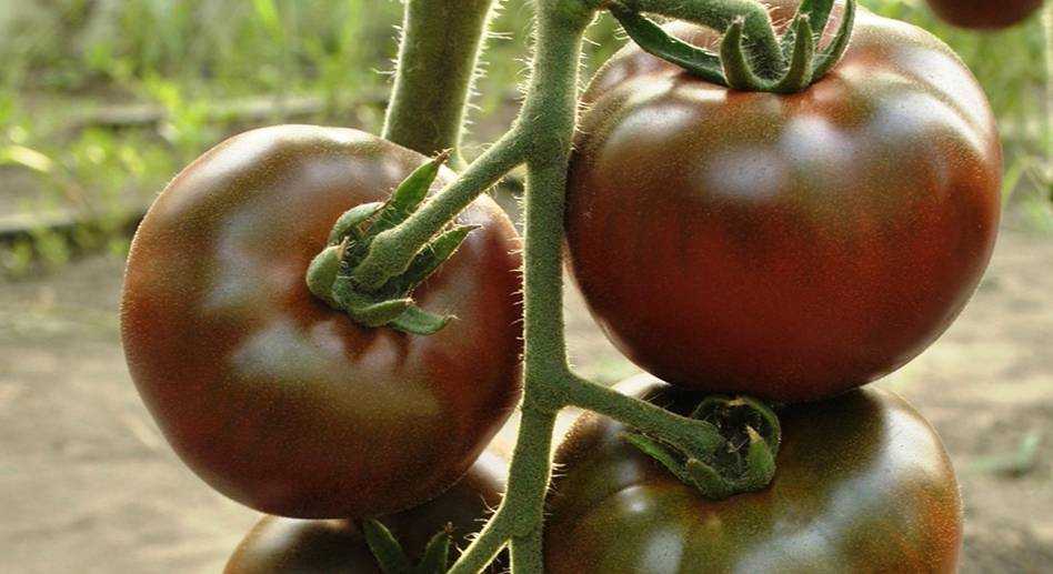 Лучшие сорта низкорослых томатов на 2021 год