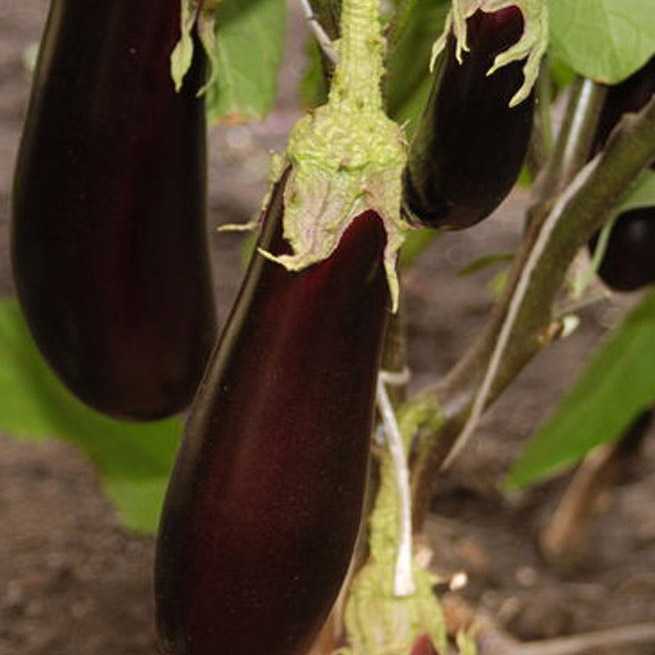 Баклажан “фабина f1”: особенности выращивания сорта