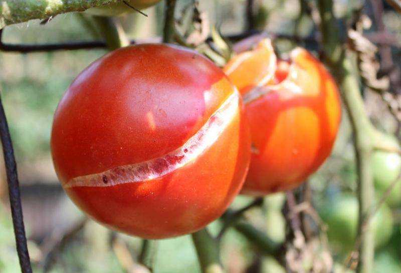 Что делать, если трескаются помидоры при созревании в теплице?