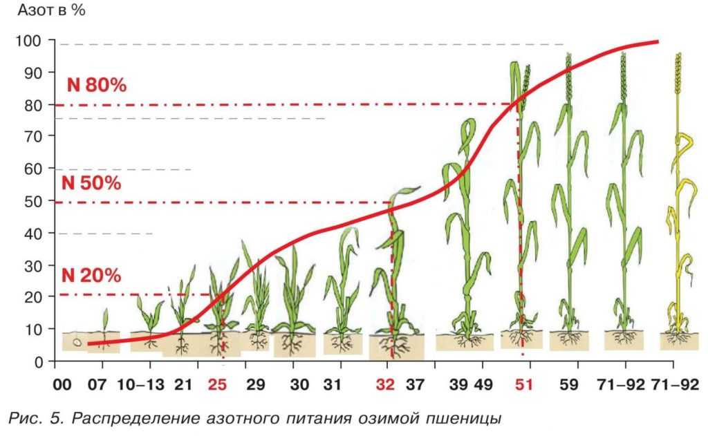 Подкормка пшеницы - схема внесения удобрений, уход и выращивание