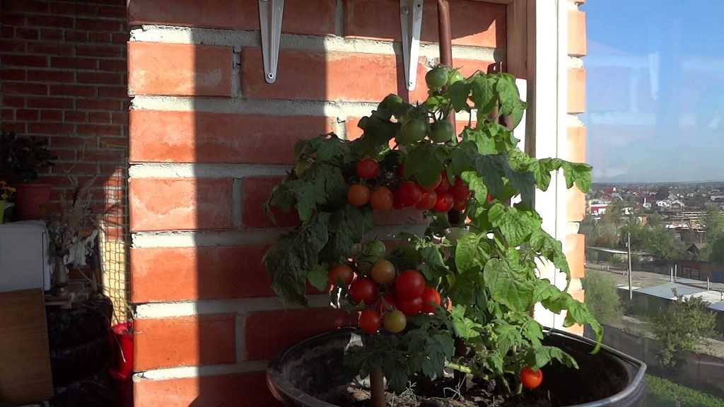 Как вырастить помидоры черри на балконе в домашних условиях