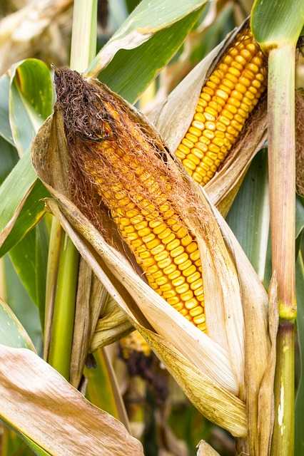 Початок для здоровья: полезные и вредные свойства кукурузы
