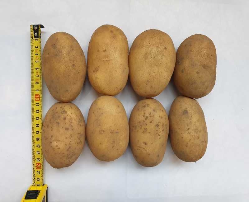 Красные сорта картофеля, описание и фото