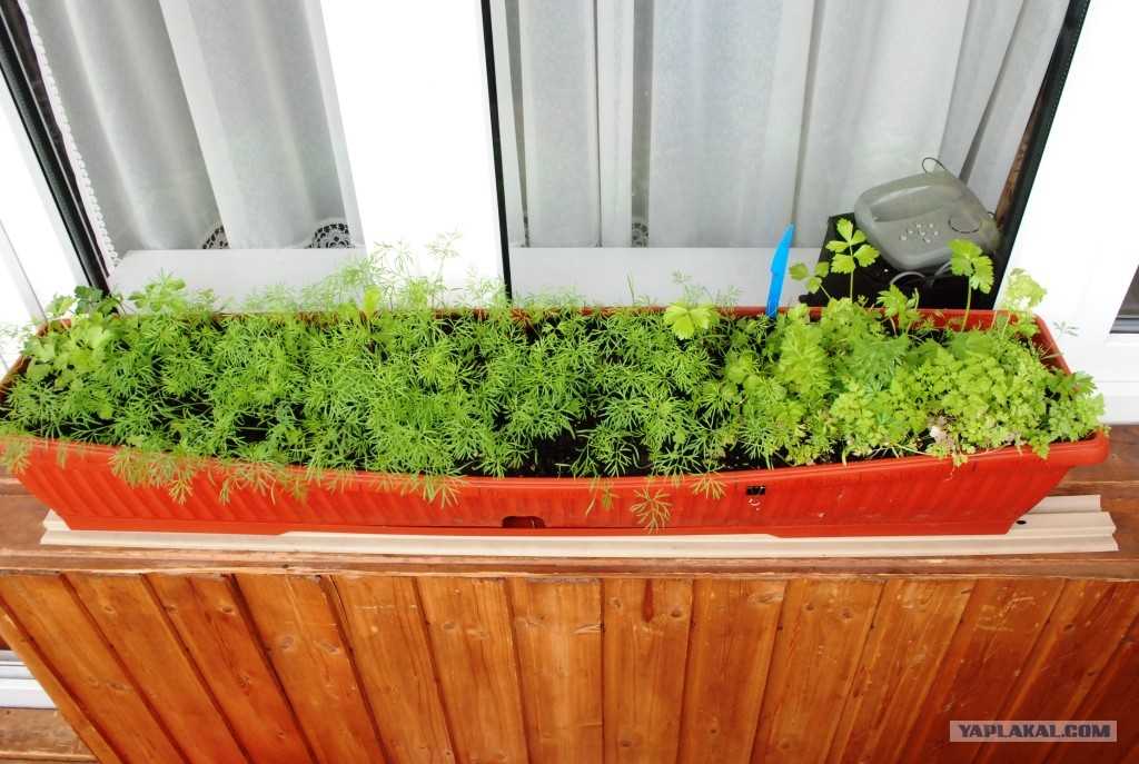Как вырастить брокколи на огороде: узнайте за 5 минут