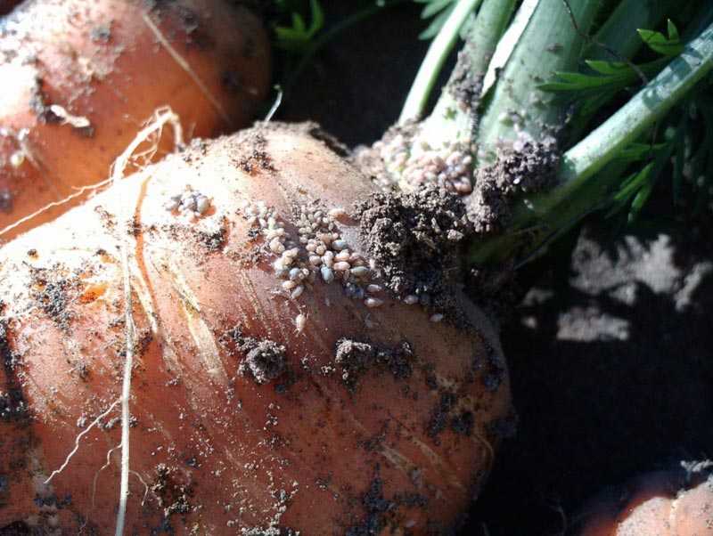 Болезни моркови и другие опасности, поджидающие овощ и методы борьбы