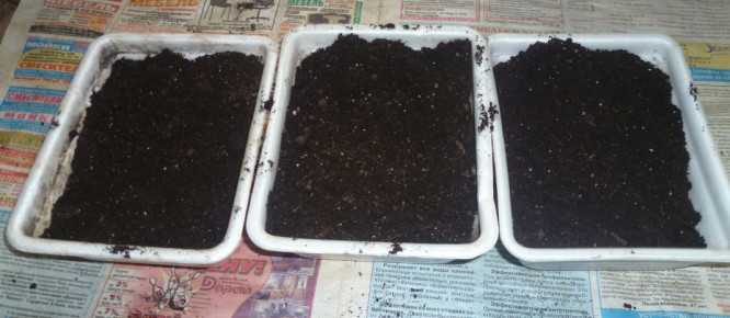 Как получить в домашних условиях семена капусты белокочанной: как выглядят на фото, откуда берутся, как их вырастить самостоятельно, каким образом правильно собрать?