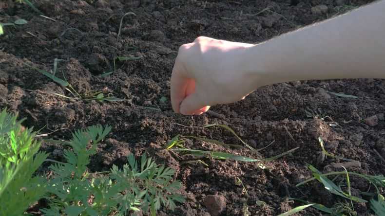 Как вырастить укроп в открытом грунте: особенности ухода
