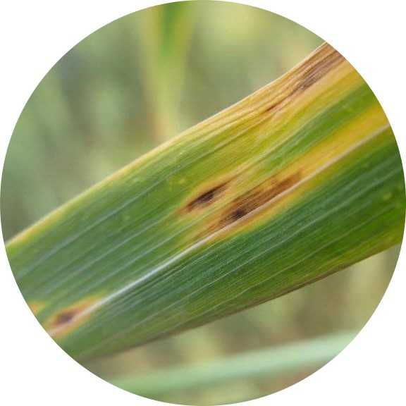 Гельминтоспориозная пятнистость листьев кукурузы