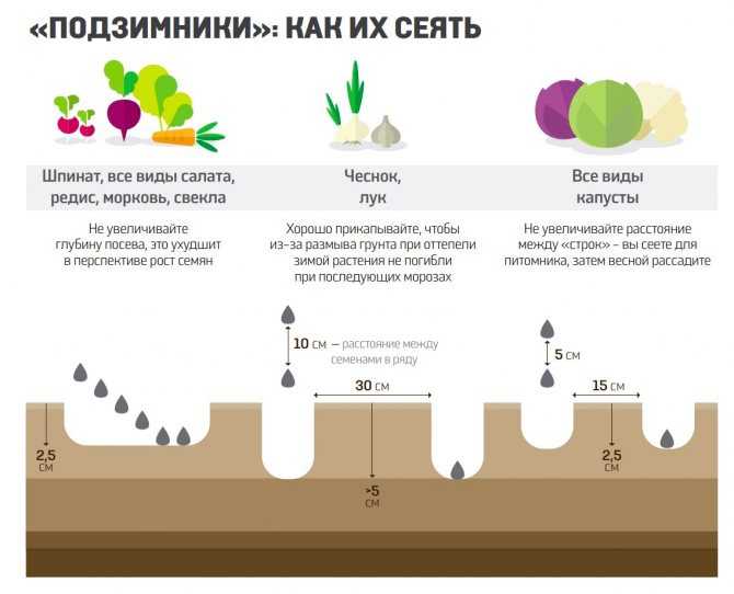 Чем подкормить морковь, чтобы получить хороший урожай на supersadovnik.ru