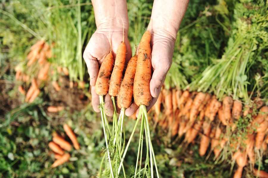 Почему морковь вырастает рогатой, уродливой, кривой