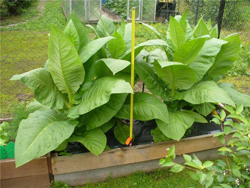 Выращивание табака в домашних условиях: пошаговая инструкция