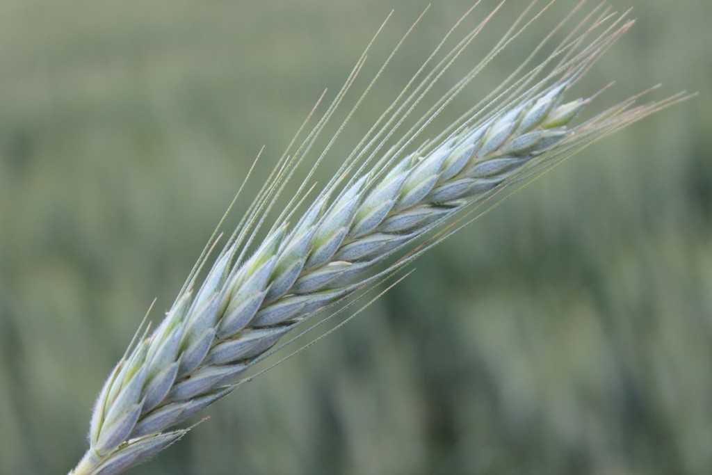 Потенциал тритикале - гибрида пшеницы и ржи | сельскохозяйственная техника ао ммз