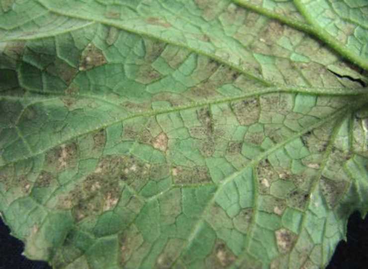 Лечение болезней тыквы в открытом грунте и борьба с вредителями