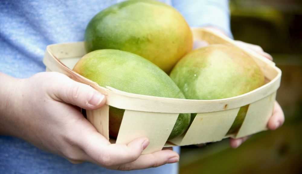 Как правильно хранить манго в домашних условиях