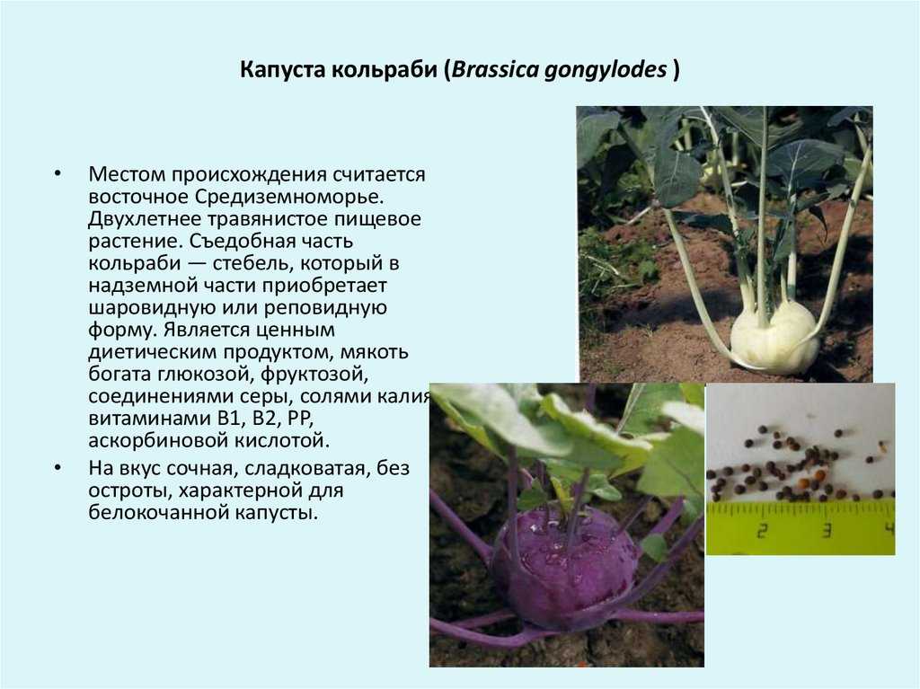 Капуста кольраби: фото с описанием, выращивание в открытом грунте, сроки сбора урожая