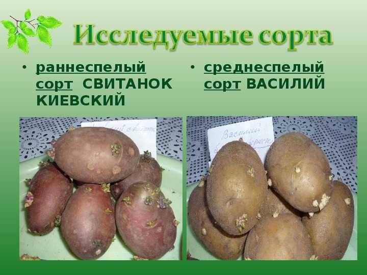 ᐉ картофель "лабелла": характеристики сорта, описание, фото картошки и советы - orensad198.ru