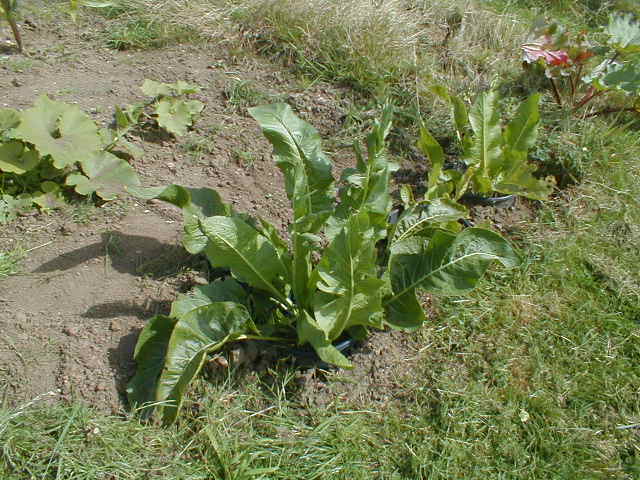 Выращивание хрена на огороде на даче: инструкция по посадке и уходу в открытом грунте, как размножается хрен