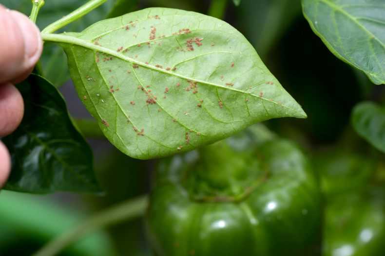 Вредители сладкого перца и борьба с ними: фото листьев и самые эффективные методы спасения урожая