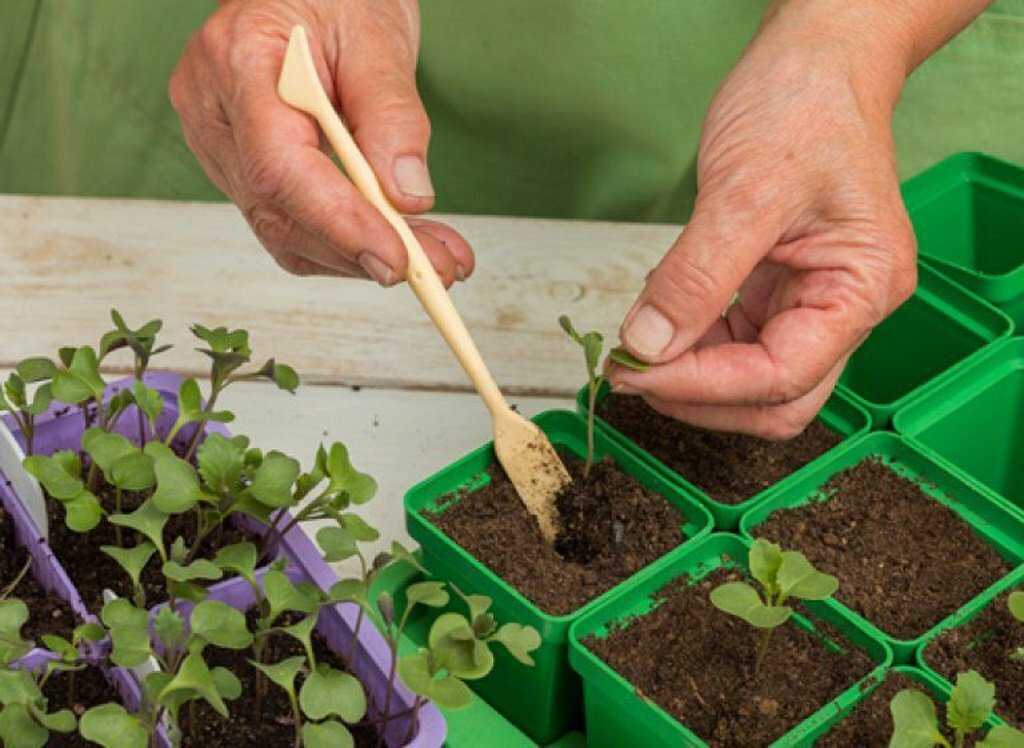 Узнайте за 5 минут: как вырастить брокколи на огороде