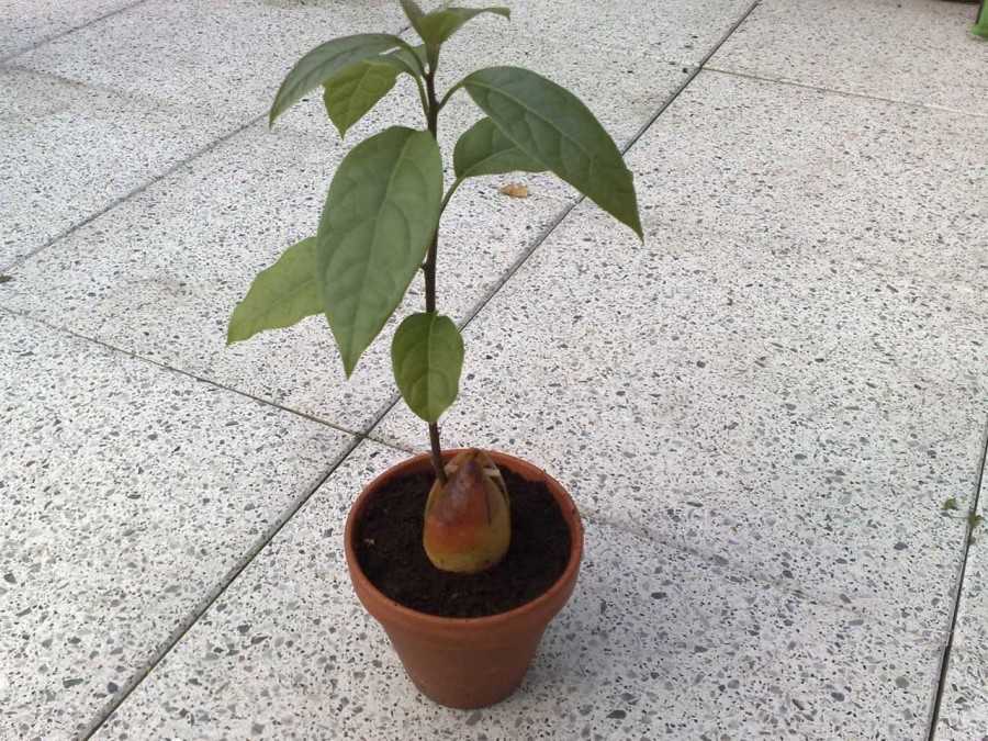 Как посадить и вырастить абрикос из косточки