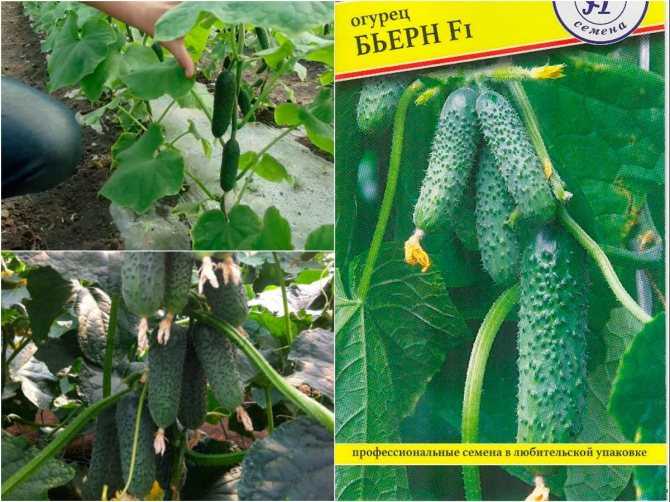 Огурцы сорта «гуннар f1»: описание и особенности выращивания