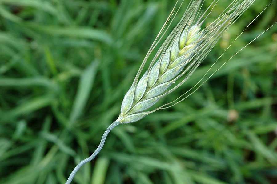 Пшеница мягкая яровая