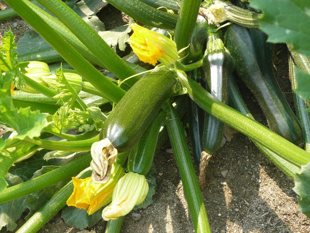Выращиваем кабачки правильно. посадка и уход в открытом грунте