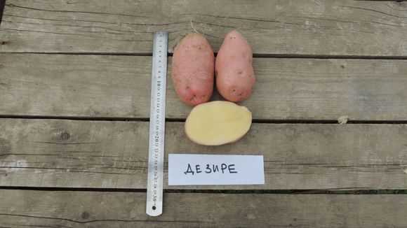 Обладающий массой положительных качеств — картофель юбиляр: описание сорта и характеристика