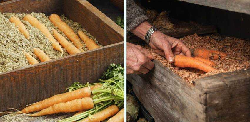 Хранение моркови в пакетах (полиэтиленовых, вакуумных, вместе со свеклой, мытую и т.д.): можно ли и как хранить?