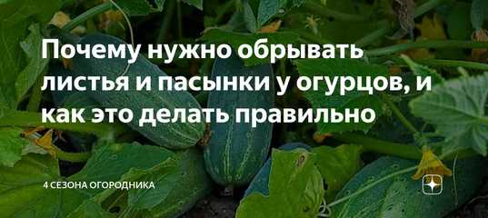 Что обрывать у огурцов. Как обрывать пасынки у огурцов. Надо обрывать нижние листья у капусты.