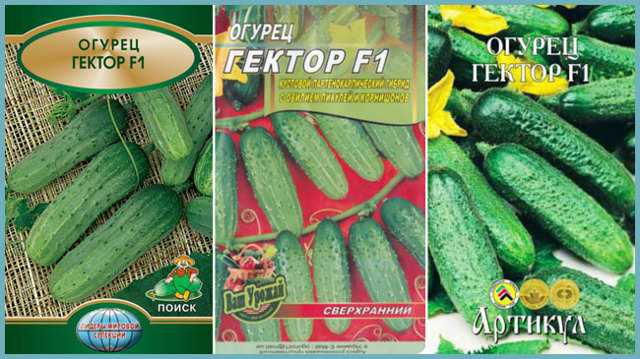 Огурец гектор f1: описание, посадка и уход, отзывы, фото