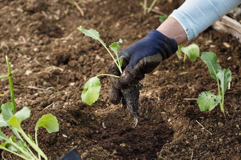 Когда и как сажать рассаду капусты - сроки посадки в домашних условиях и правила выращивания крепкой рассады