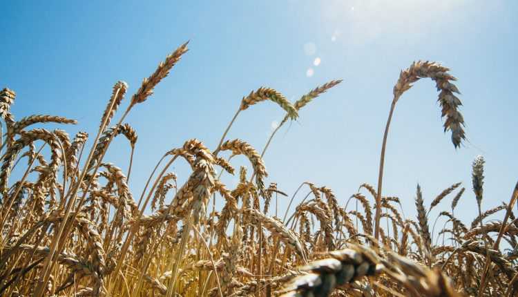 Особенности возделывания озимой пшеницы