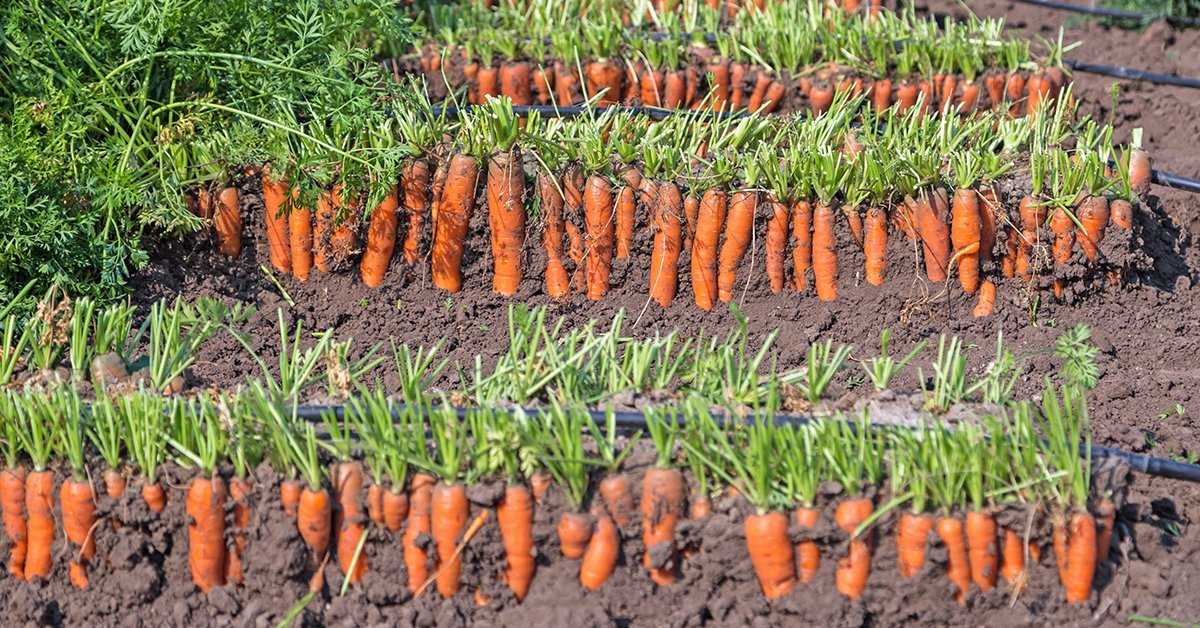 Как вырастить морковь крупной и сладкой на огороде: почему получается не большая, что делать, чтобы была длинной и сочной, а также список сортов для открытого грунта русский фермер