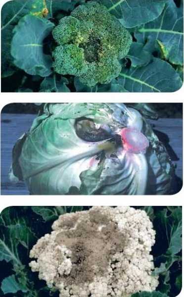Вредители и болезни белокочанной капусты: фото, описание, обработка и лечение растений в открытом грунте