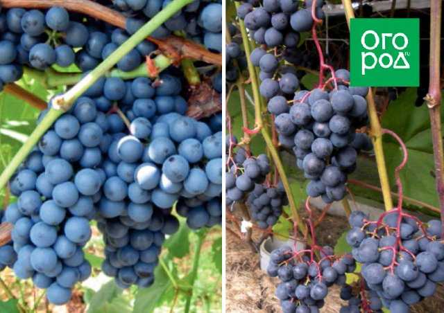 10 лучших сортов винограда для средней полосы - рейтинг (топ-10)