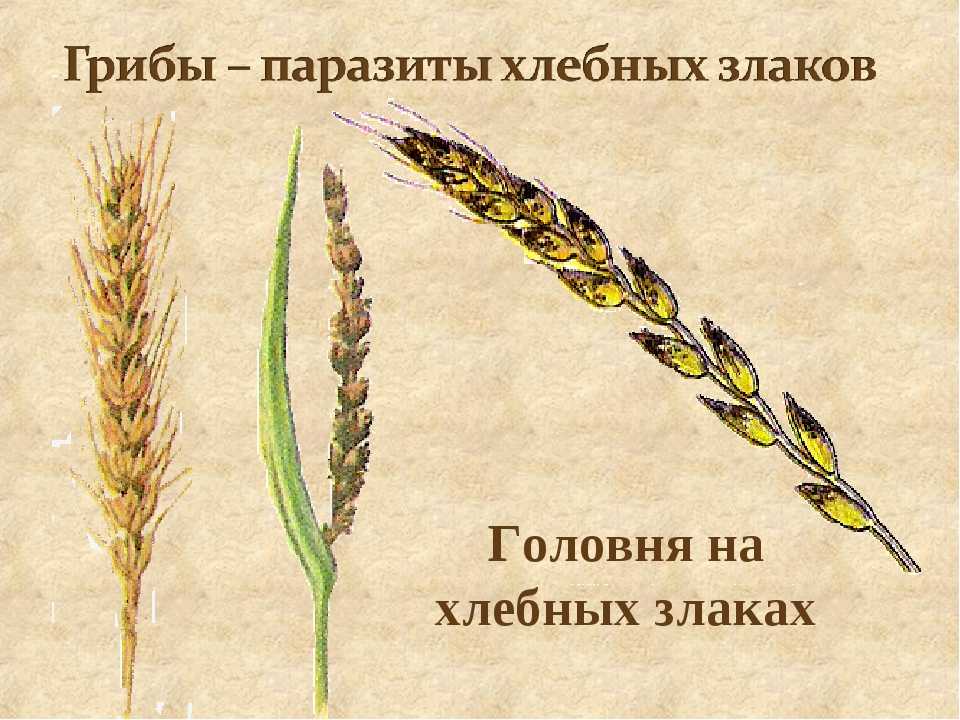 Головня твердая пшеницы | справочник по защите растений — agroxxi
