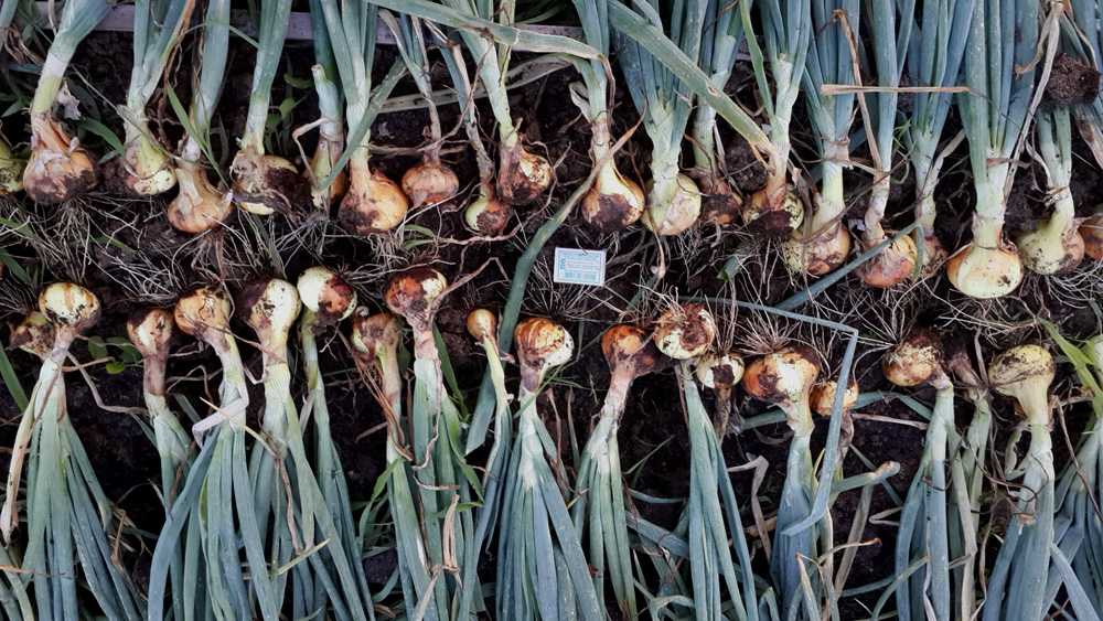 Сорта зимнего лука: особенности выращивания и ухода