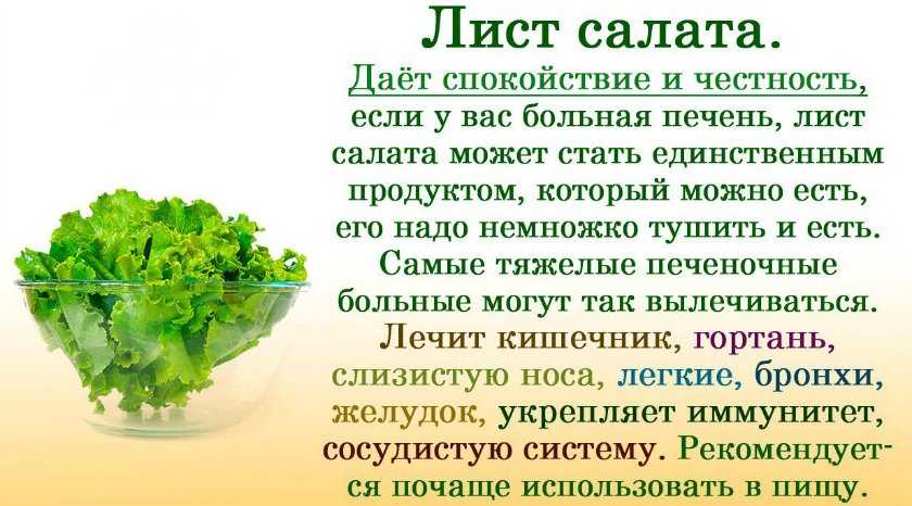 Лимон – лечебные свойства и вред, состав и калорийность
