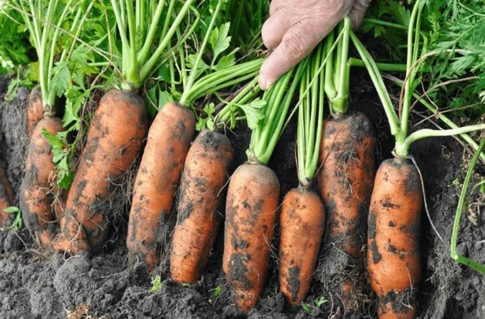 Плохо растет морковь: топ 6 причин и что делать
