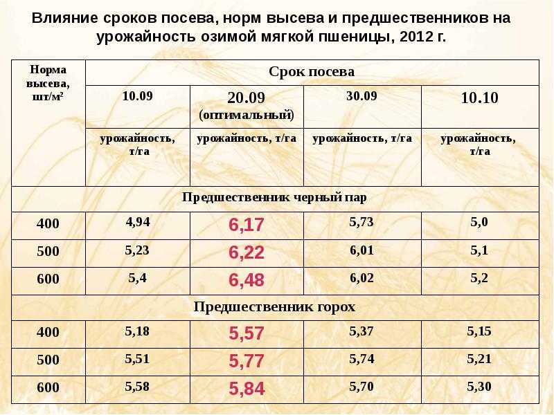 Урожайность чеснока с 1 га в россии