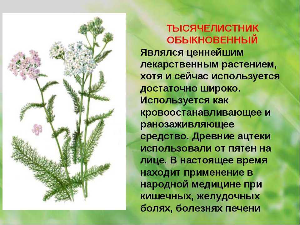 Лекарственное растение рисунок и описание