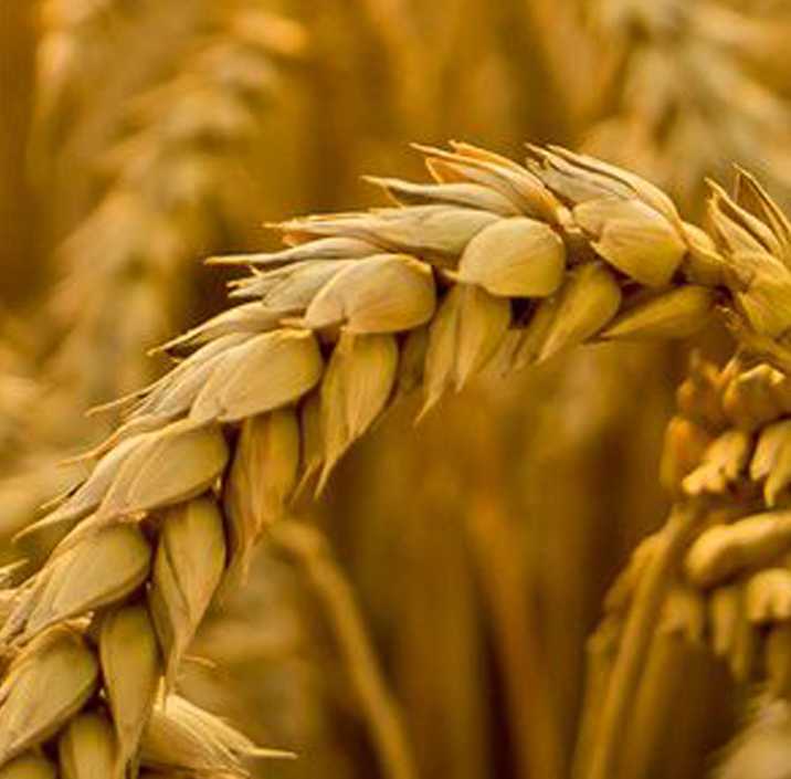 Селекция яровой мягкой пшеницы на скороспелость в условиях среднего урала   воробьев александр владимирович