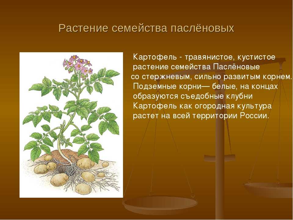 Человек разводит овощные культуры семейства пасленовые. Семейство Пасленовые картофель. Клубень картофеля это плод. Картофель растение семейства пасленовых. Двудольные растения картофель.