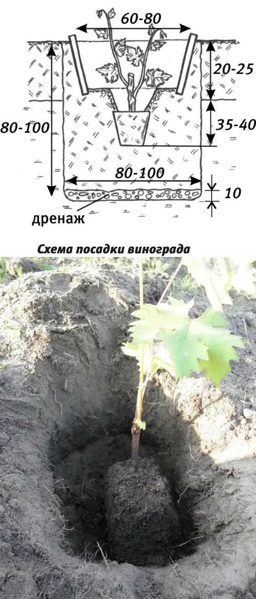 Как правильно сажать виноград черенками осенью