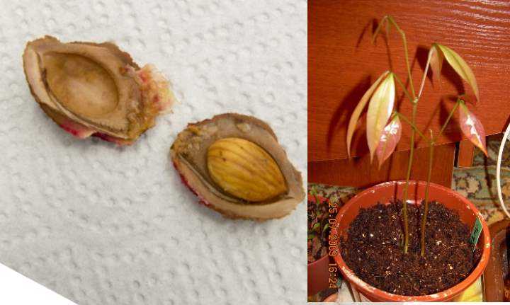Как вырастить абрикос из косточки? 42 фото как можно вырастить плодоносящее дерево в домашних условиях? нужно ли прививать саженец, чтобы были плоды?
