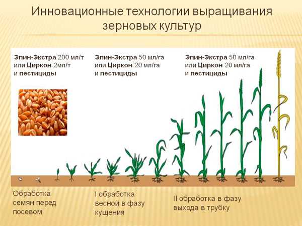 Подкормка озимой пшеницы: методы и нормы внесения удобрений