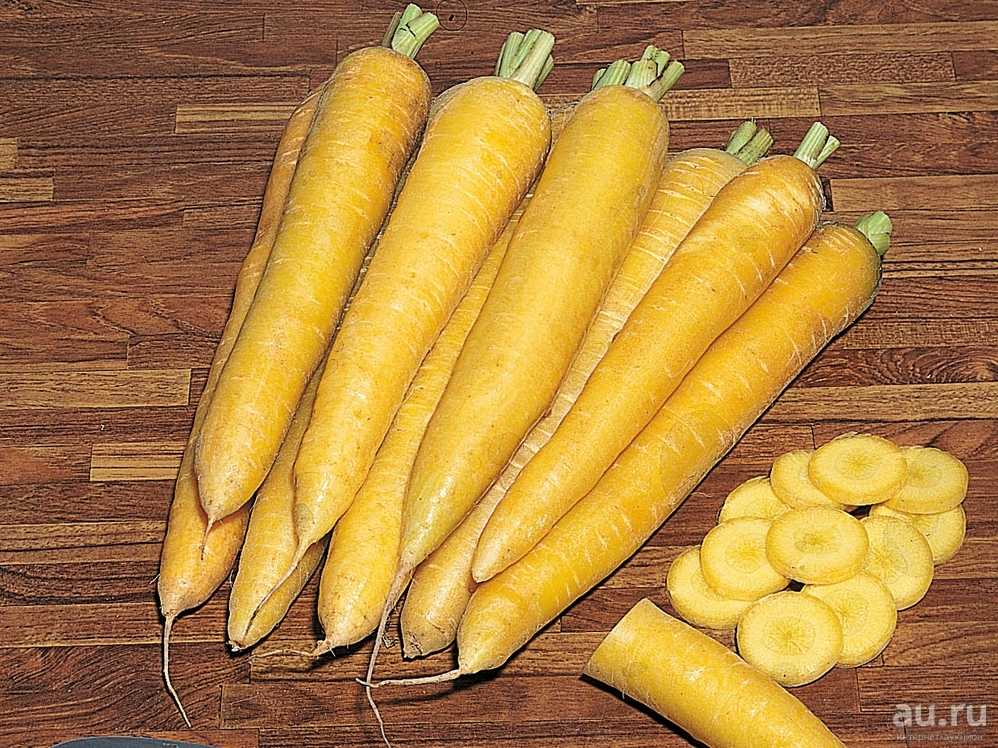 Морковь изначально была фиолетовой.. какого цвета изначально (до селекции) была морковь? | дачная жизнь