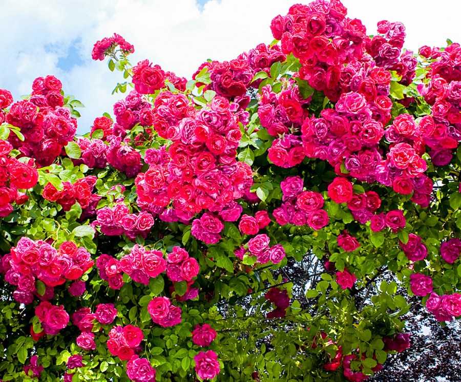 Лучшие сорта роз для подмосковья (48 фото): флорибунда и цветущие все лето почвопокровные сорта, особенности роз остина, плетистые зимостойкие сорта